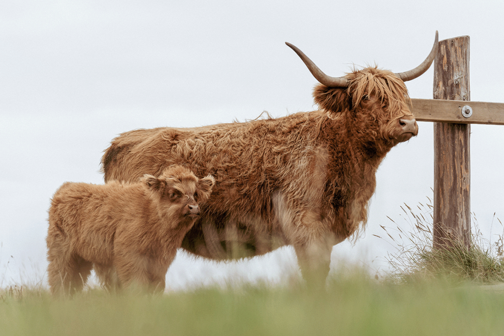 Schotse Hooglanders