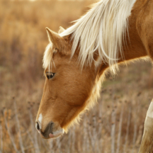 Boerderijdieren