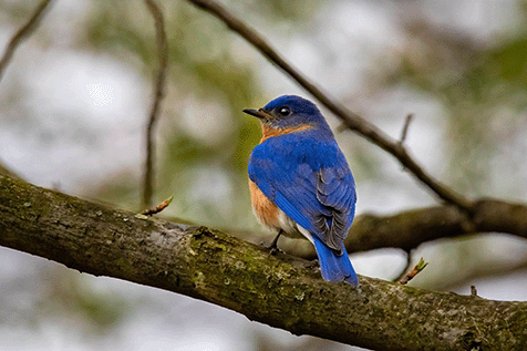 Bluebird