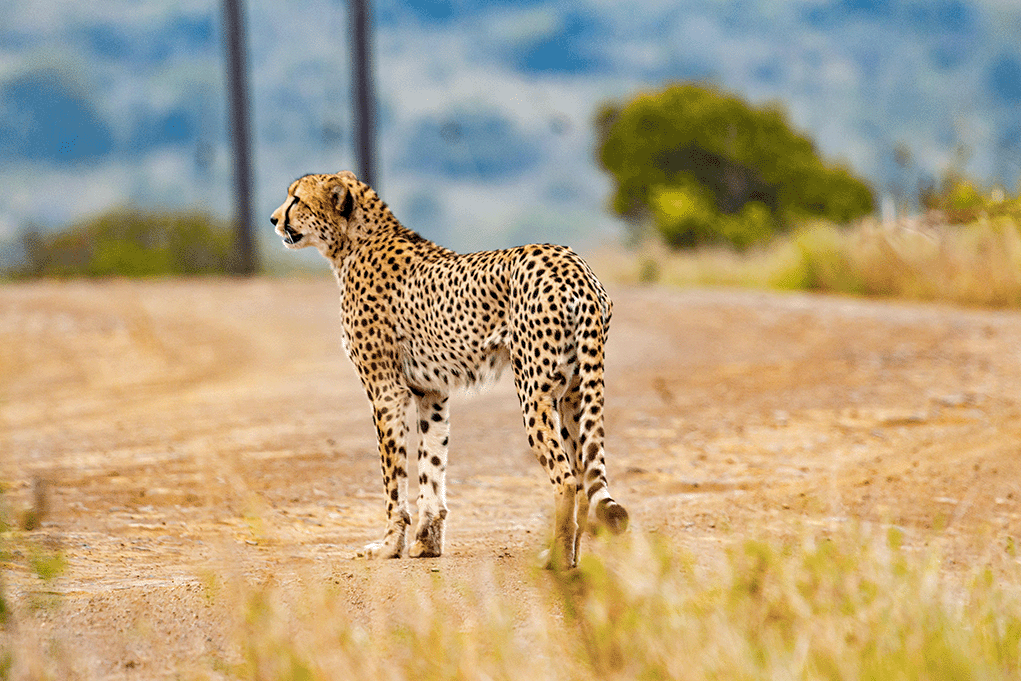 Cheetah