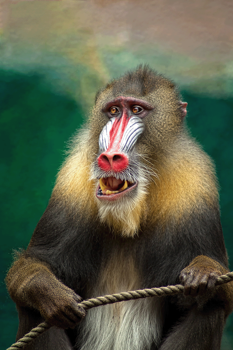 Aap | Mandrill