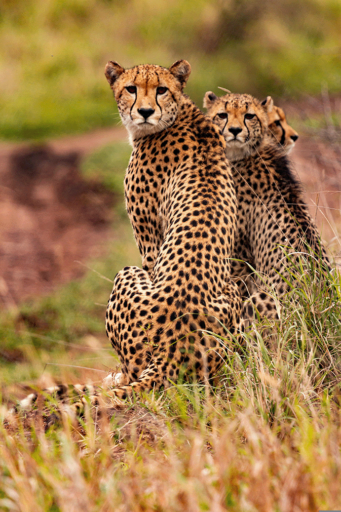 Cheetah Familie