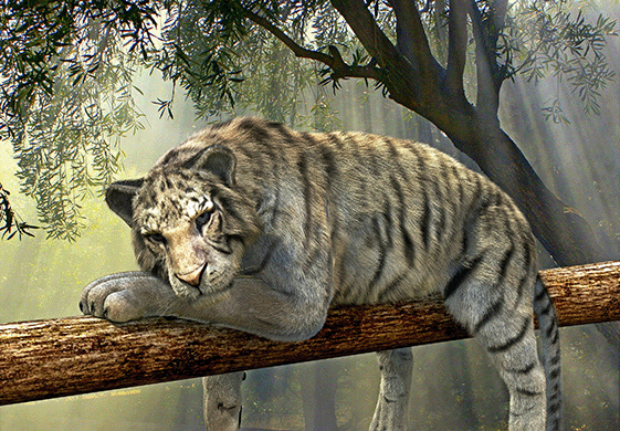 Tijger