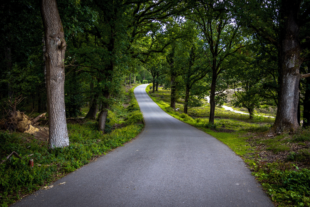 Fietspad door het Bos