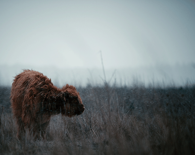 Schotse Hooglander op de Heide