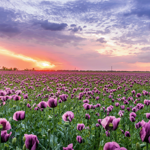Natuur