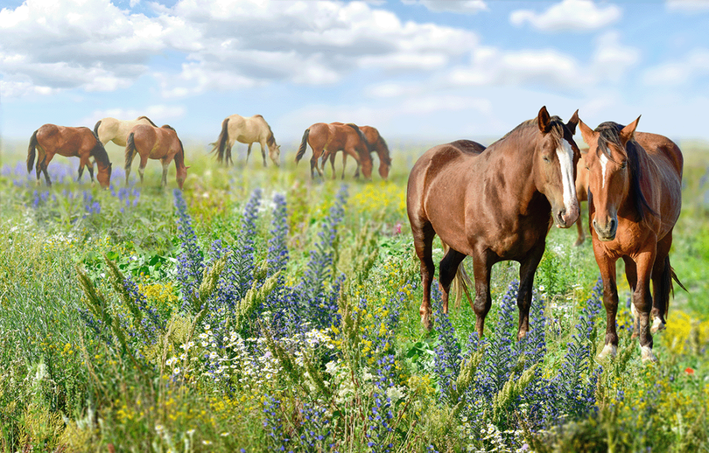 Horses grazing in the field