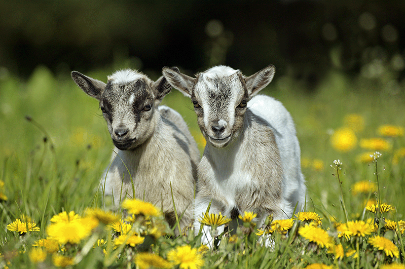 Dwarf goats