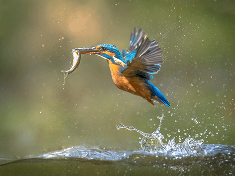 European kingfisher