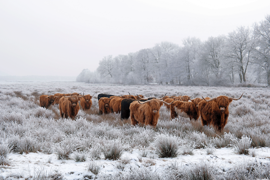 Kudde Schotse Hooglanders