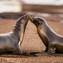 Zeedieren