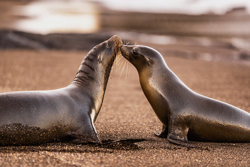 Sea Lions