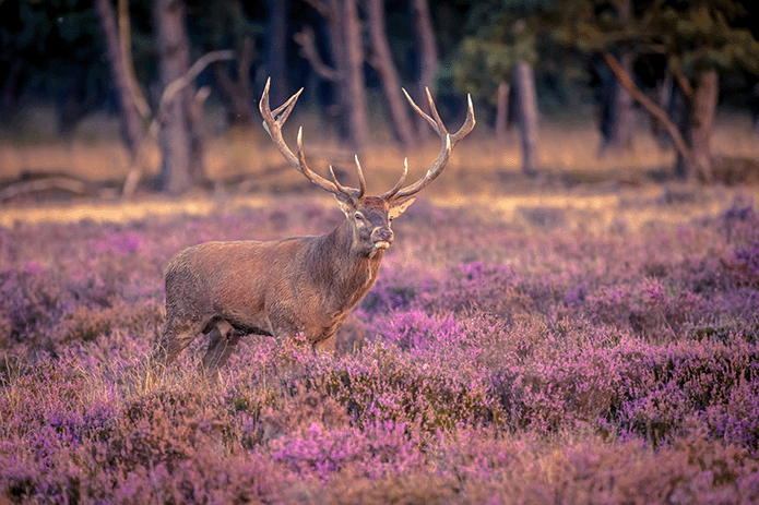 Hert op de heide