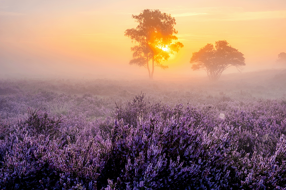 Zonsopgang op de heide