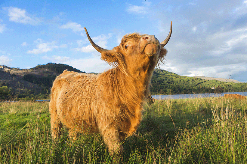 Schotse Hooglander