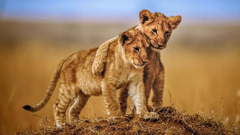 Lion cubs