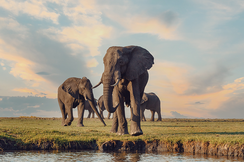 Elephant in Chobe National Park