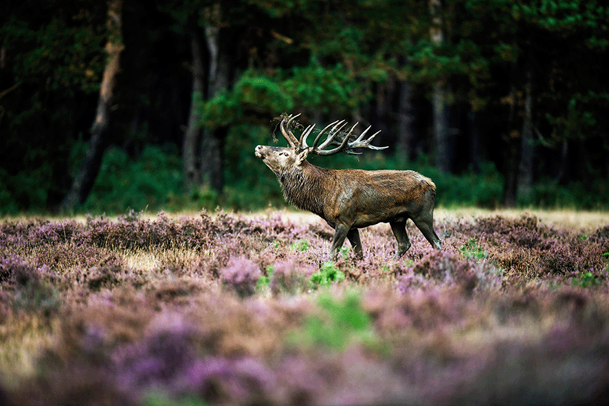 Hert op de Hoge Veluwe