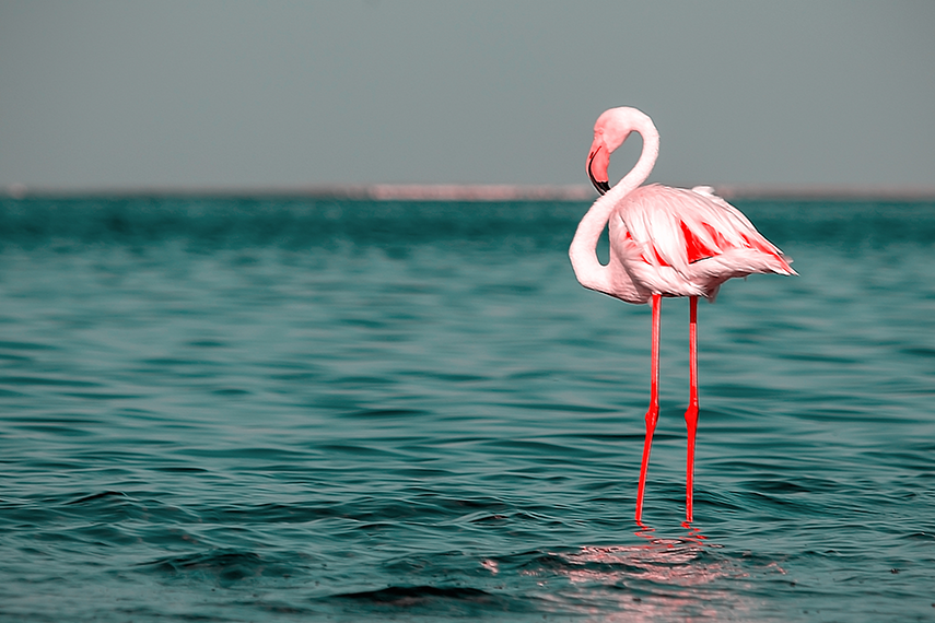 Flamingo