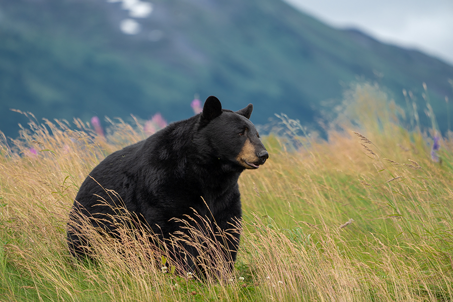 Black Bear