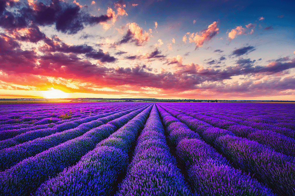 Lavenderfield