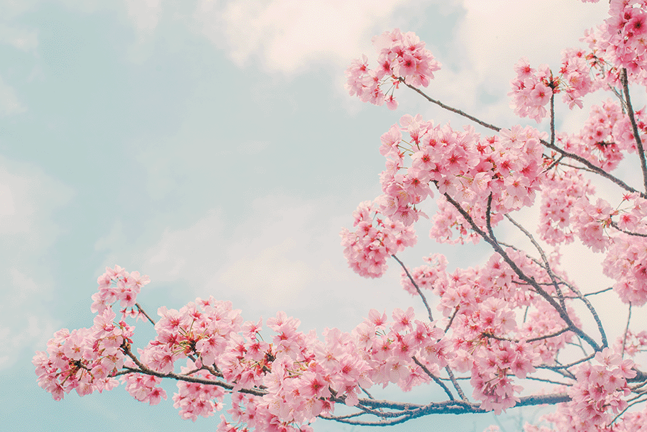 Cherry blossom