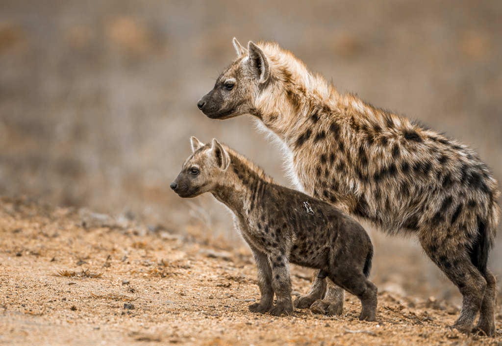 Gevlekte hyena’s