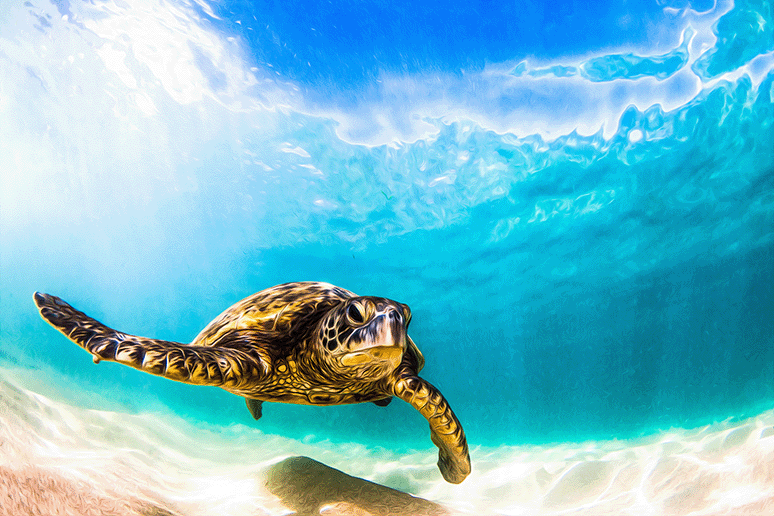 Hawaiiaanse groene zeeschildpad