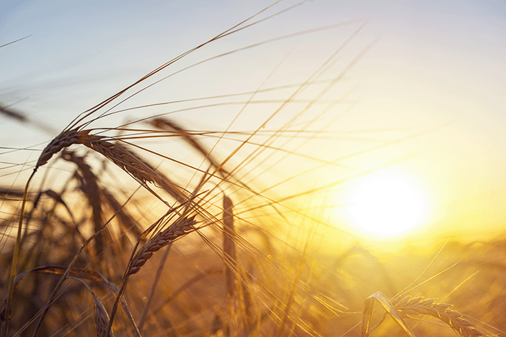 Tarweveld met ondergaande zon