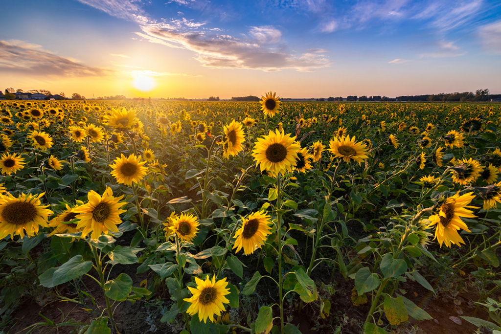 Sunflower field