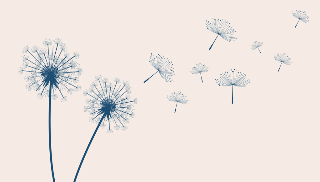 Blue dandelion