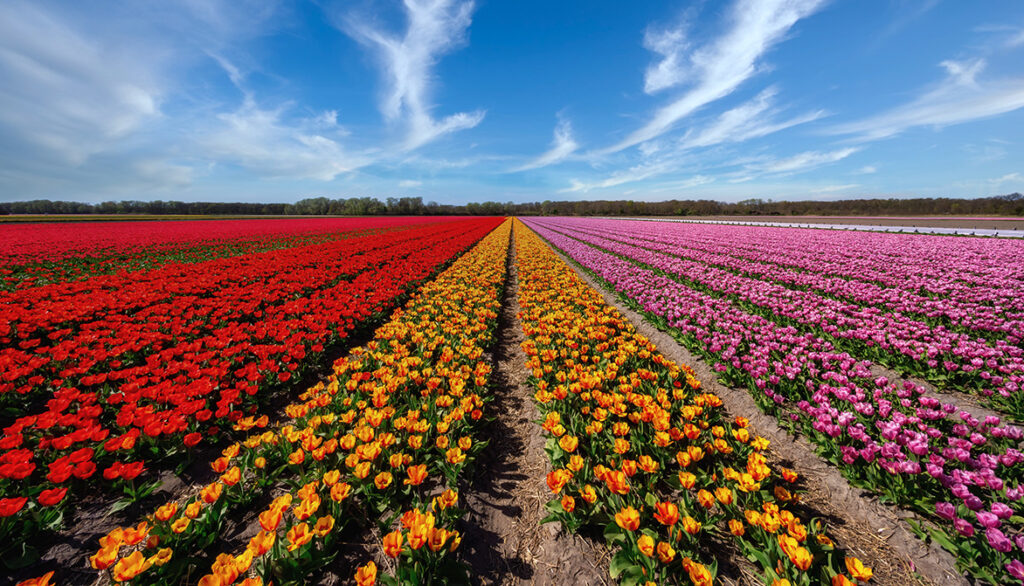 Tulpenveld