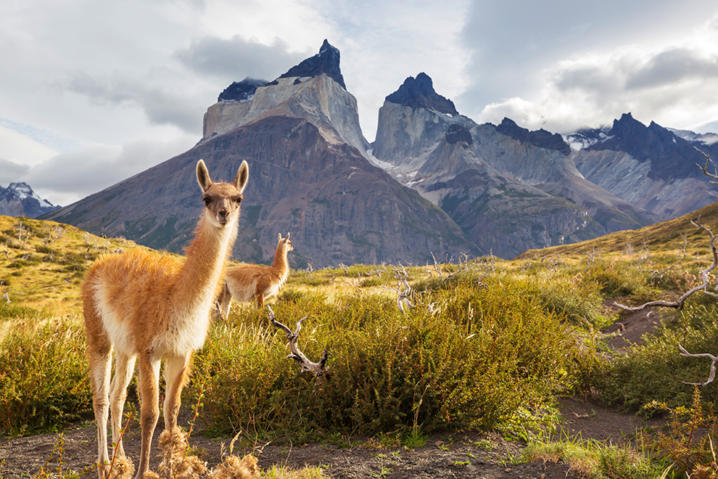 Wild guanaco