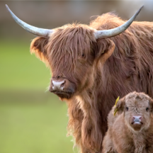 Boerderijdieren Boerderijdieren