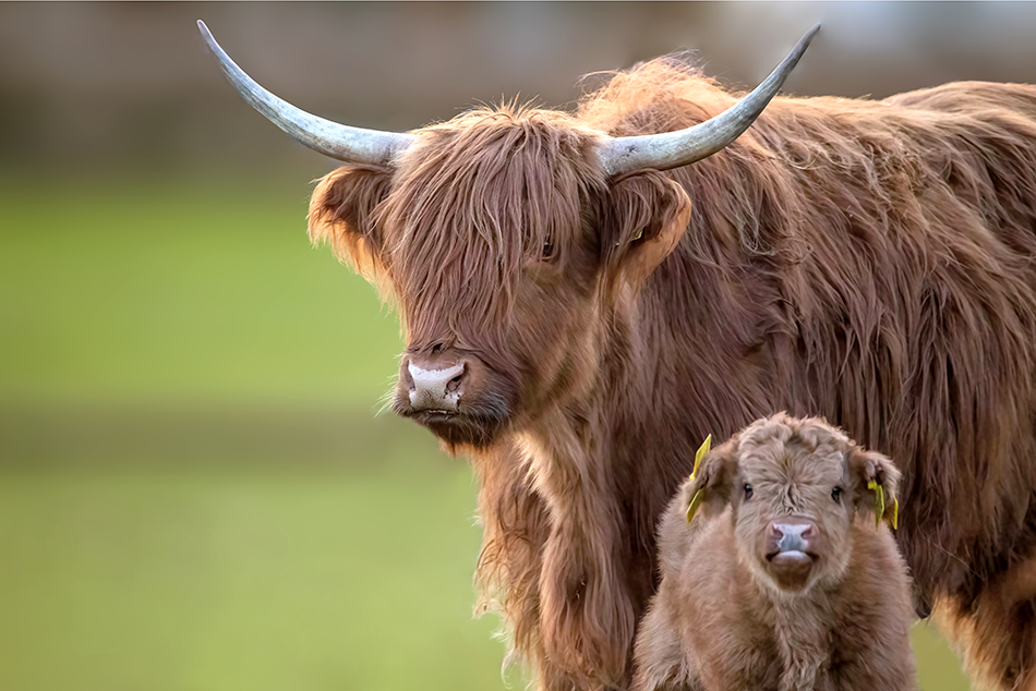 Schotse hooglander met kalf