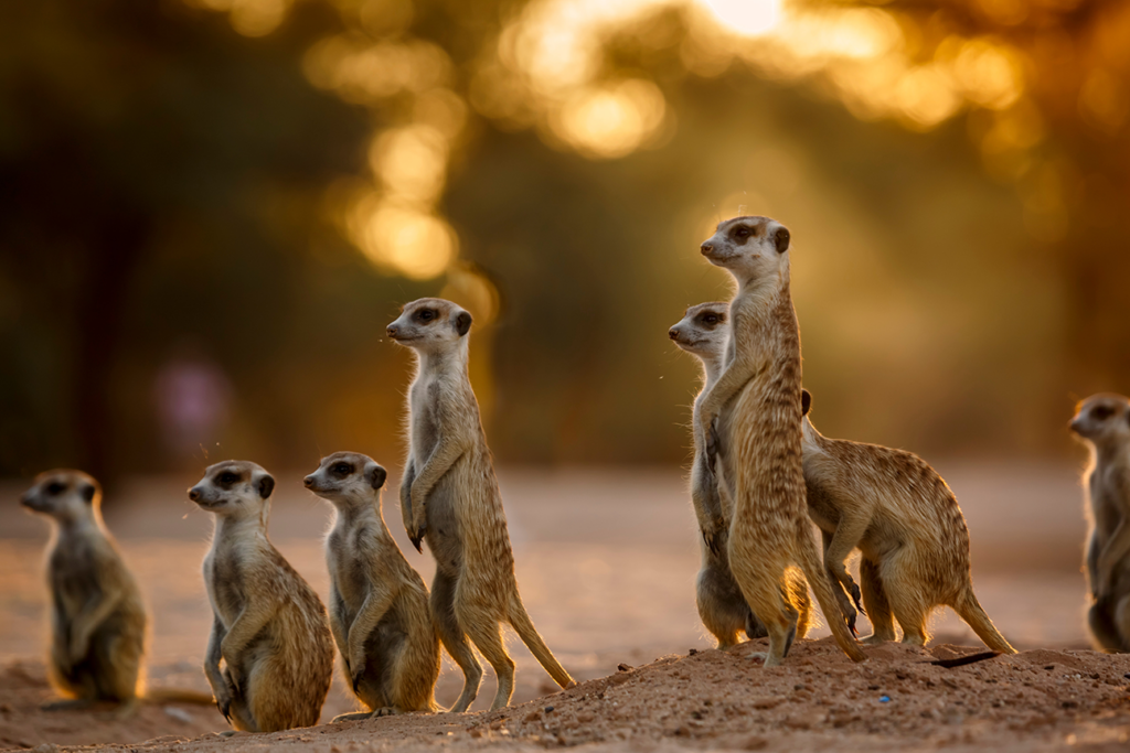 Meerkats familie