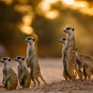 Meerkats familie
