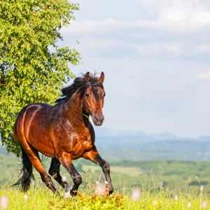 Fotobehang, paard, Boerderij, dieren