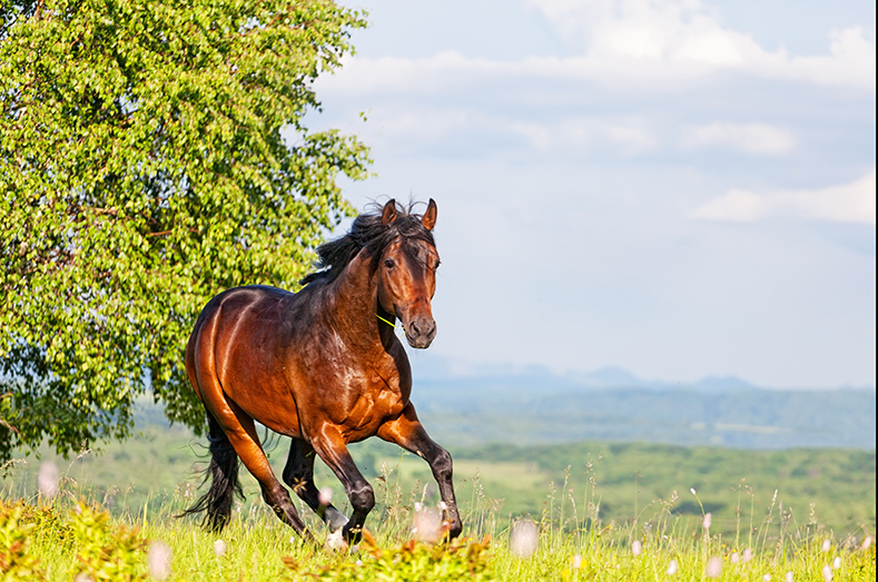Galopperend paard
