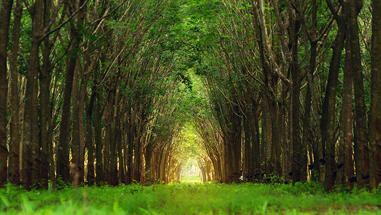 Weg naar het bos
