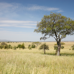 Africas-Serengeti-National-Park-fotobehang