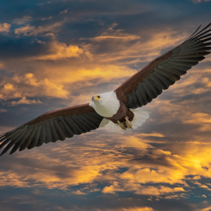 Afrikaanse zeearend -fotobehang