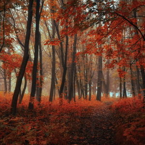 airtex_fotobehang_mistig-bos-in-vurig-rood