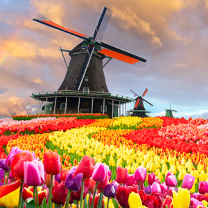 fotobehang-molens-tulpen-zaanse-schans