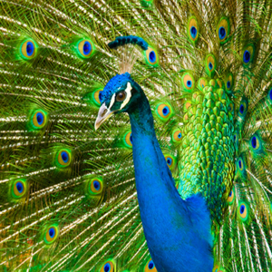 Vogel-fotobehang-pauw