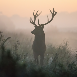 fotobehang-Edelhert-in-de-mist