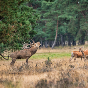 fotobehang-Burlend-edelhert