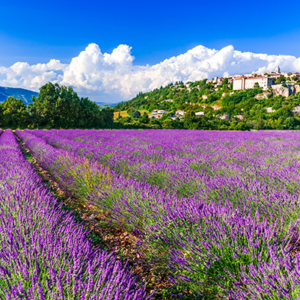 fotobehang-lavendelvelden-bij-het-dorp-Sault.