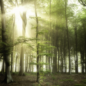 airtex_fotobehang-Zonnig-Boslandschap