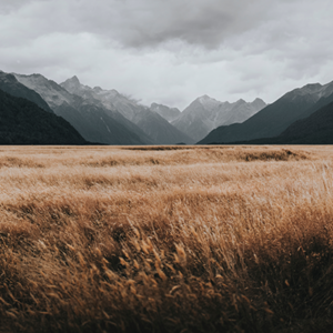 Sfeervol fotobehang van de Eglinton Valley in Nieuw-Zeeland met een uitgestrekt goudgeel grasveld op de voorgrond en een indrukwekkende, donkere bergketen onder een bewolkte lucht op de achtergrond.